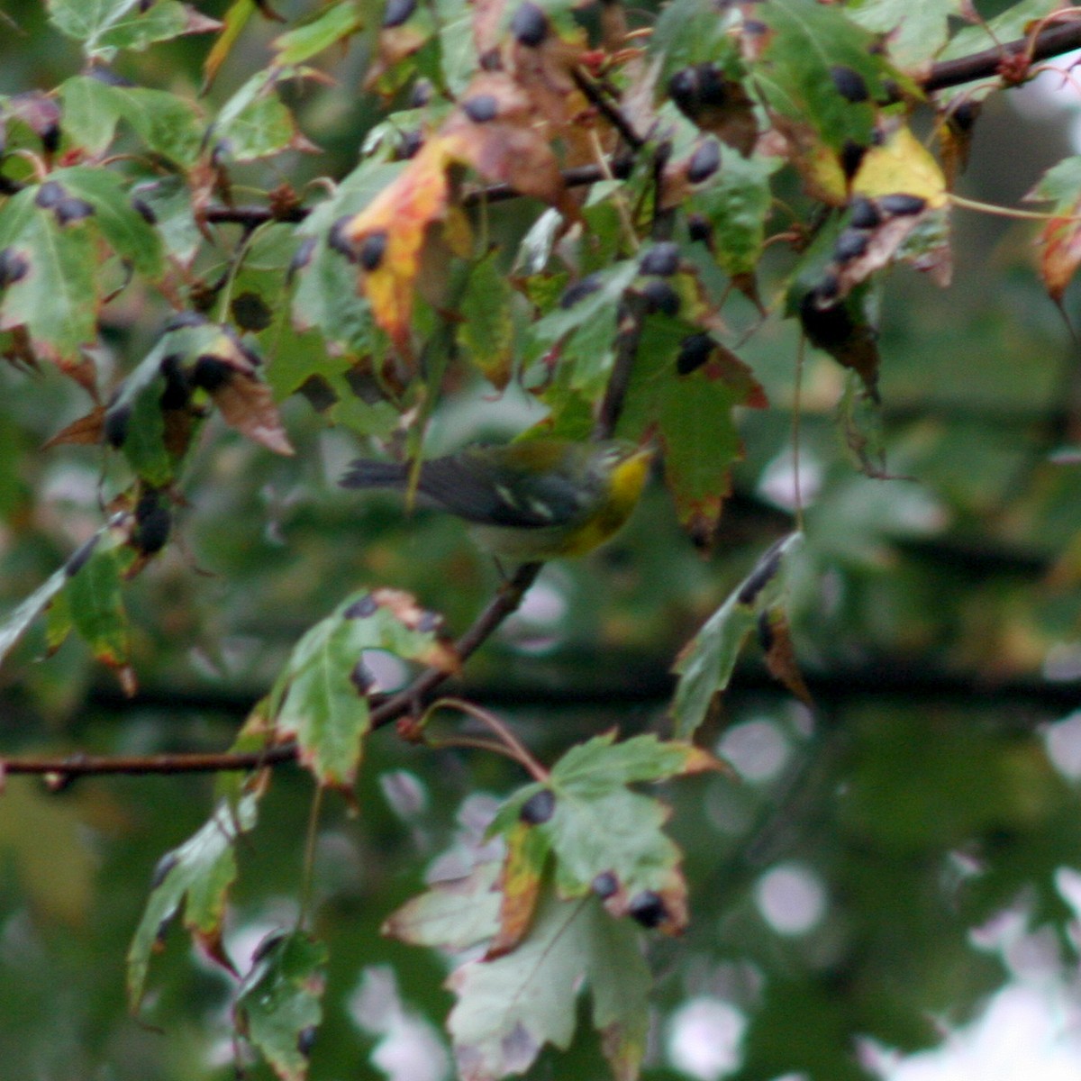 Northern Parula - Sherry Plessner