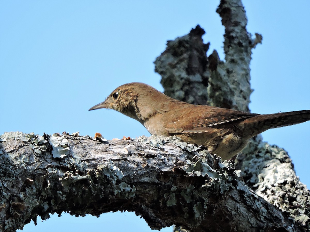 House Wren - S. K.  Jones