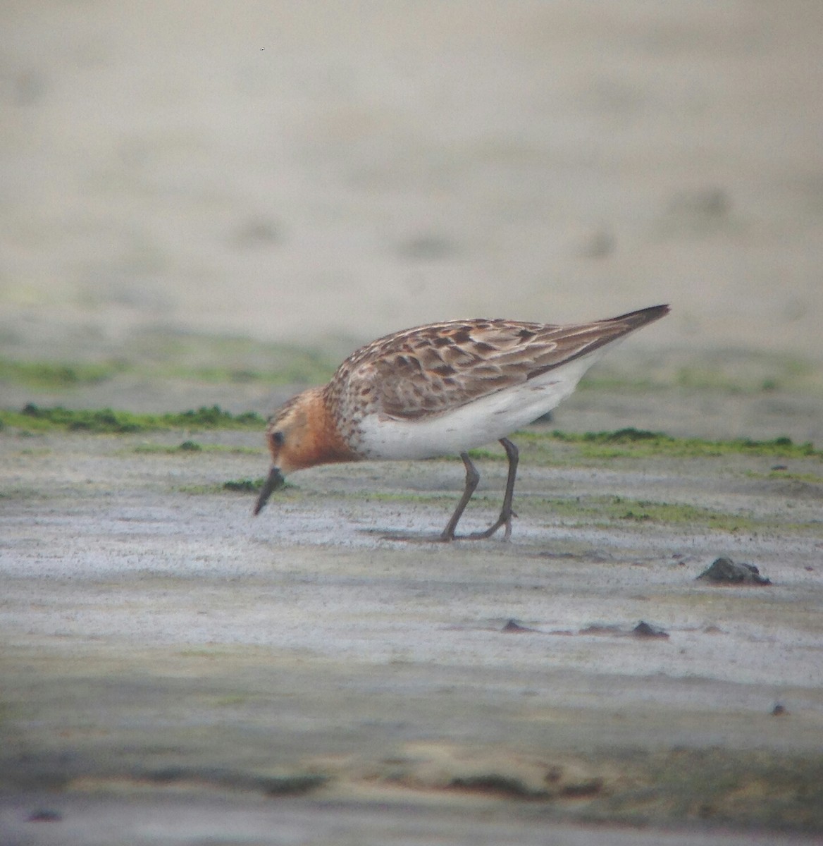 Rotkehl-Strandläufer - ML71711741