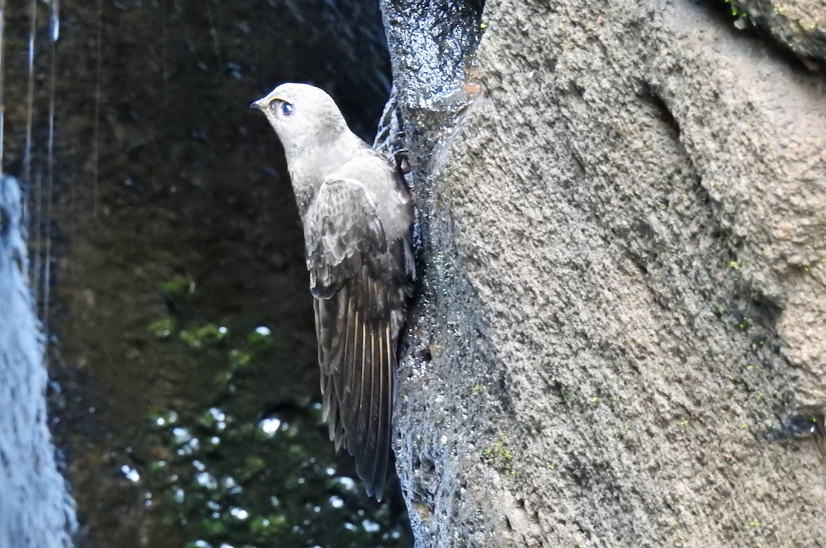 Great Dusky Swift - ML71712761