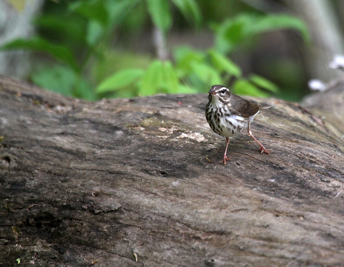 Louisiana Waterthrush - Eduardo Soler