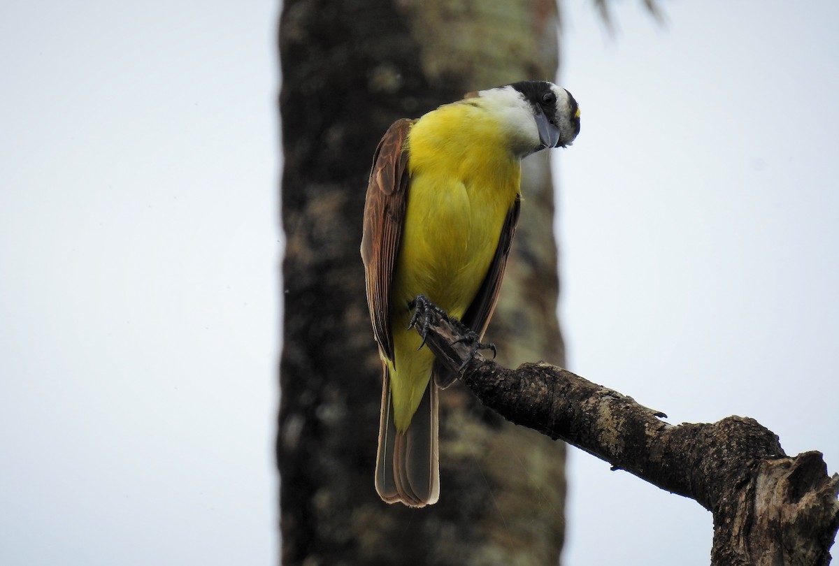 Great Kiskadee - ML71713311