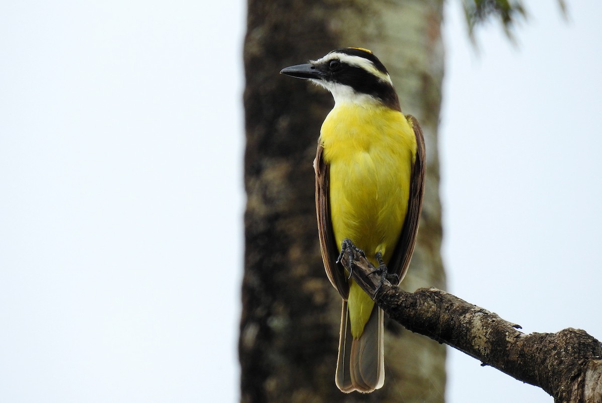 Great Kiskadee - ML71713321