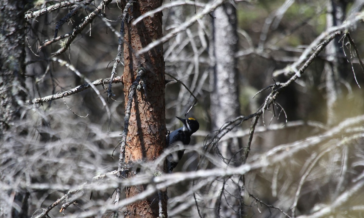 Black-backed Woodpecker - Eduardo Soler