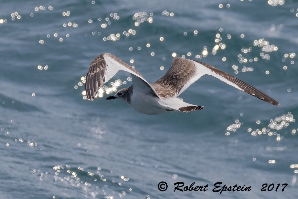 Gaviota de Sabine - ML71714651