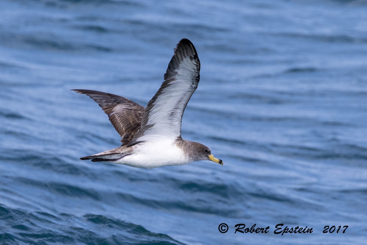 Cory's Shearwater (borealis) - Robert Epstein