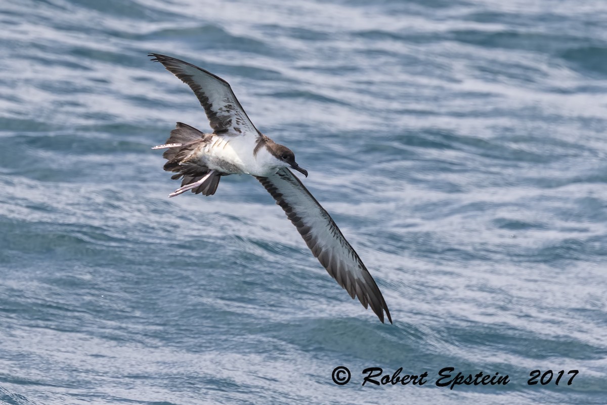 Great Shearwater - ML71714971