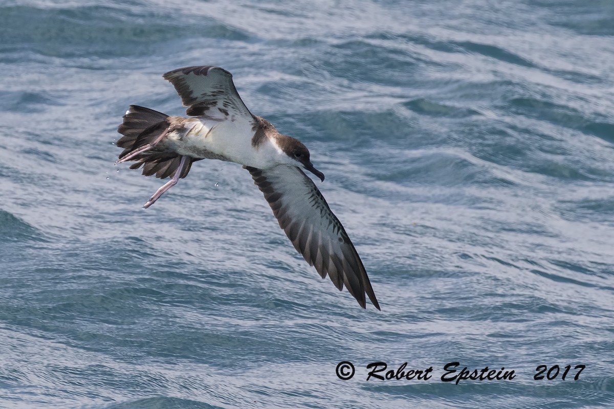 Great Shearwater - ML71714981