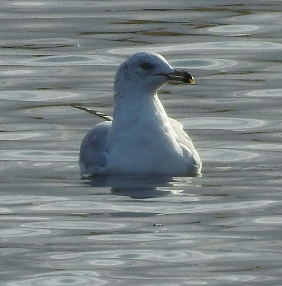 Ring-billed Gull - ML71715271