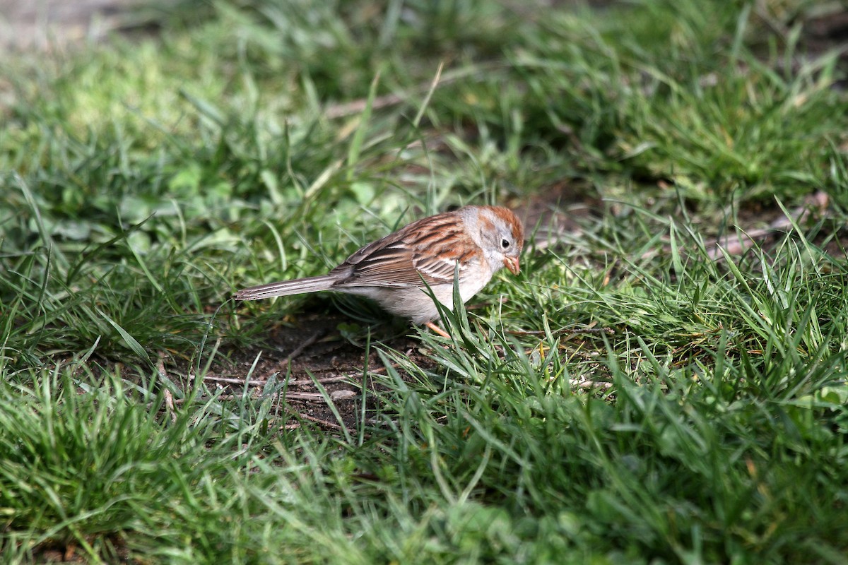 Field Sparrow - Eduardo Soler