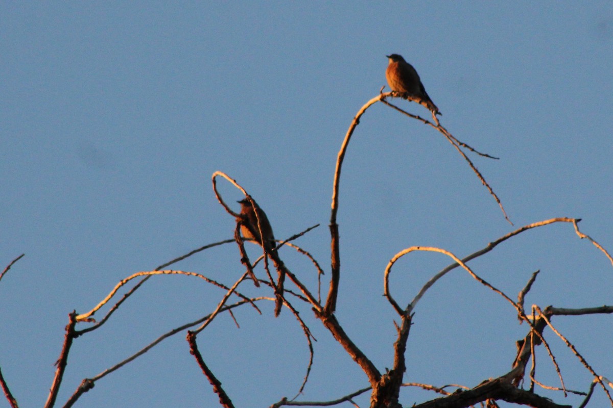 Eastern Bluebird - ML71717261