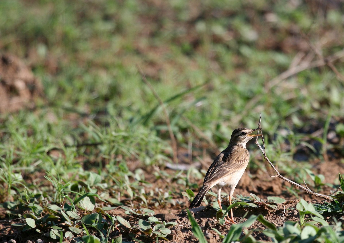 African Pipit (African) - ML717185