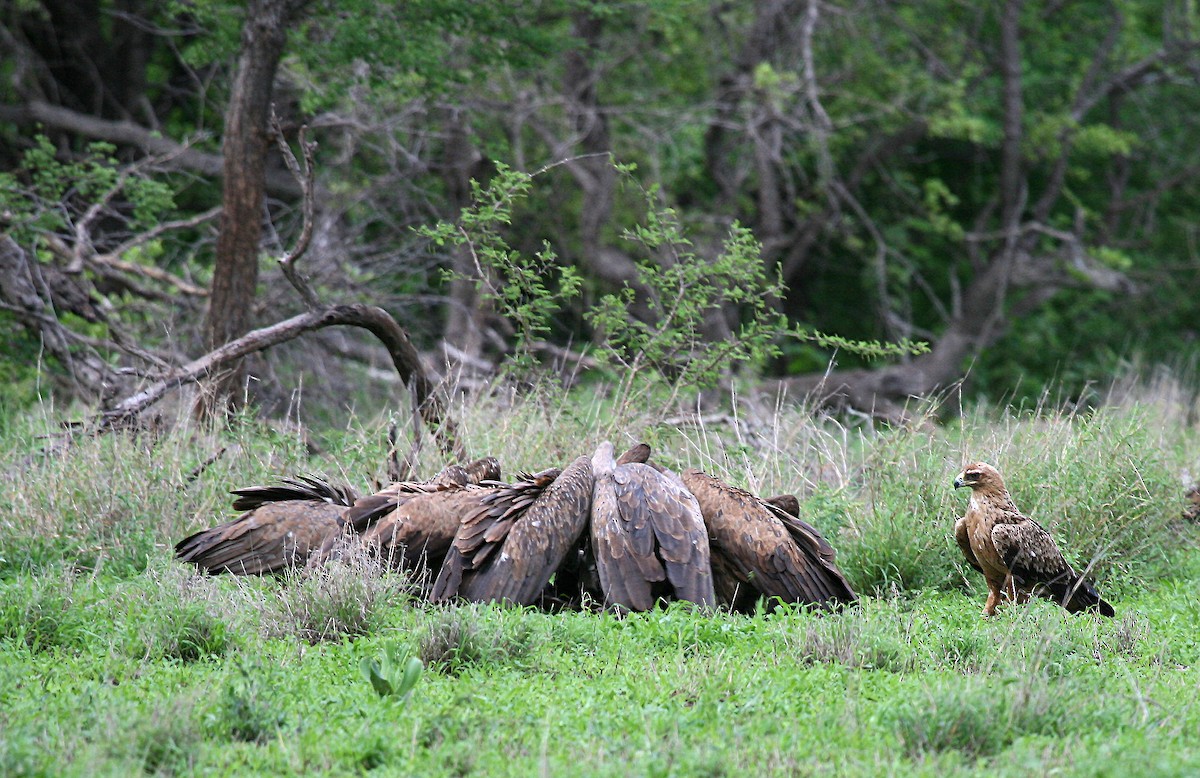 Lesser Spotted Eagle - ML717187