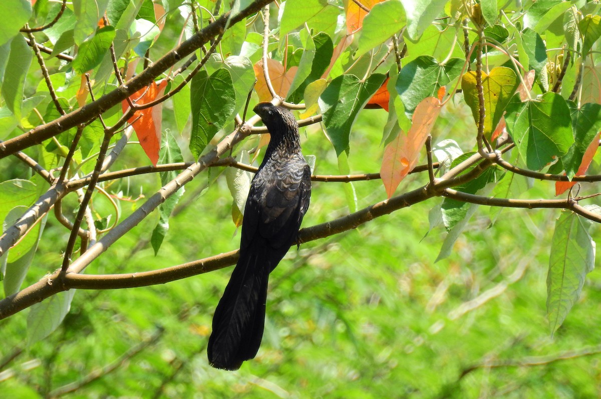 Smooth-billed Ani - ML71719181