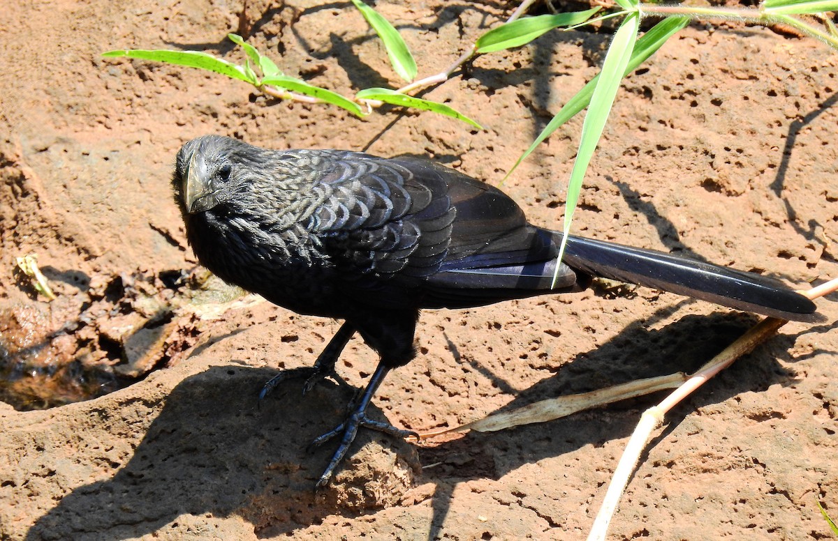 Smooth-billed Ani - ML71719261