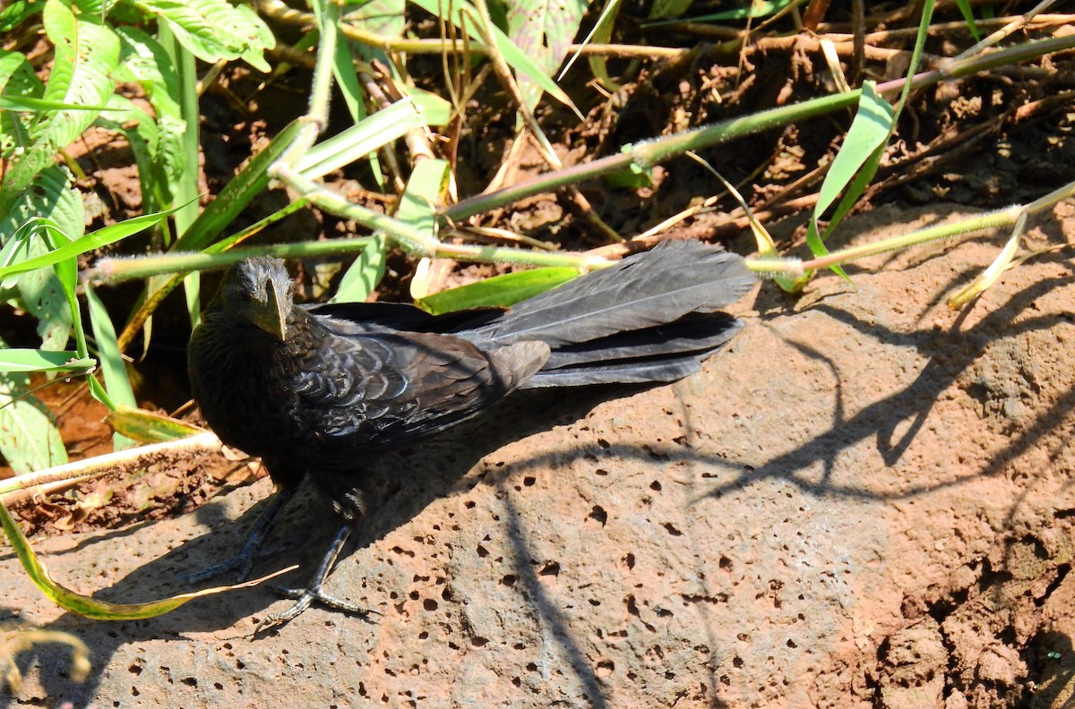 Smooth-billed Ani - ML71719271