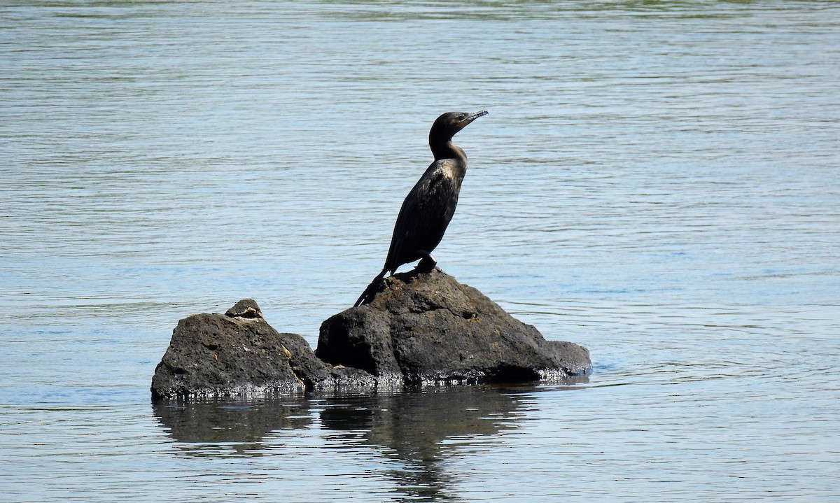 Neotropic Cormorant - Pablo Alejandro Pla