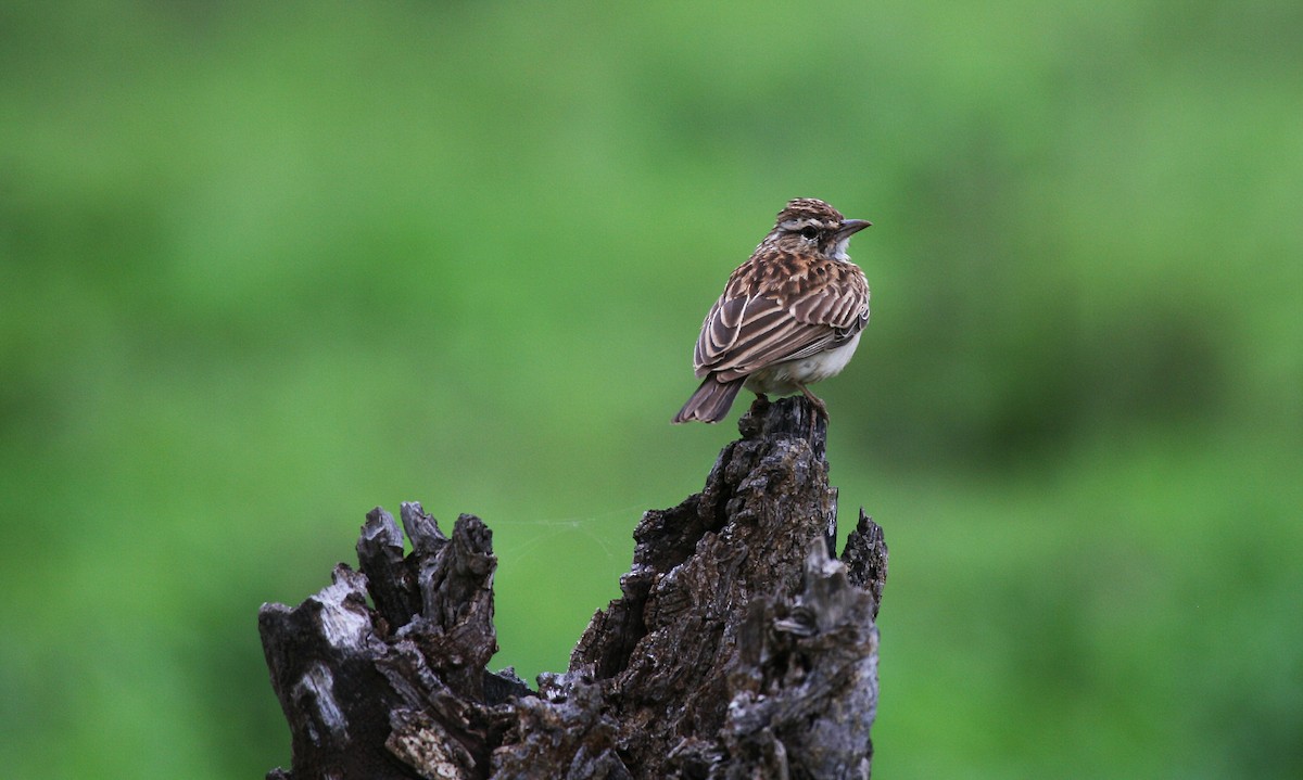 Sabota Lark (Sabota) - ML717204