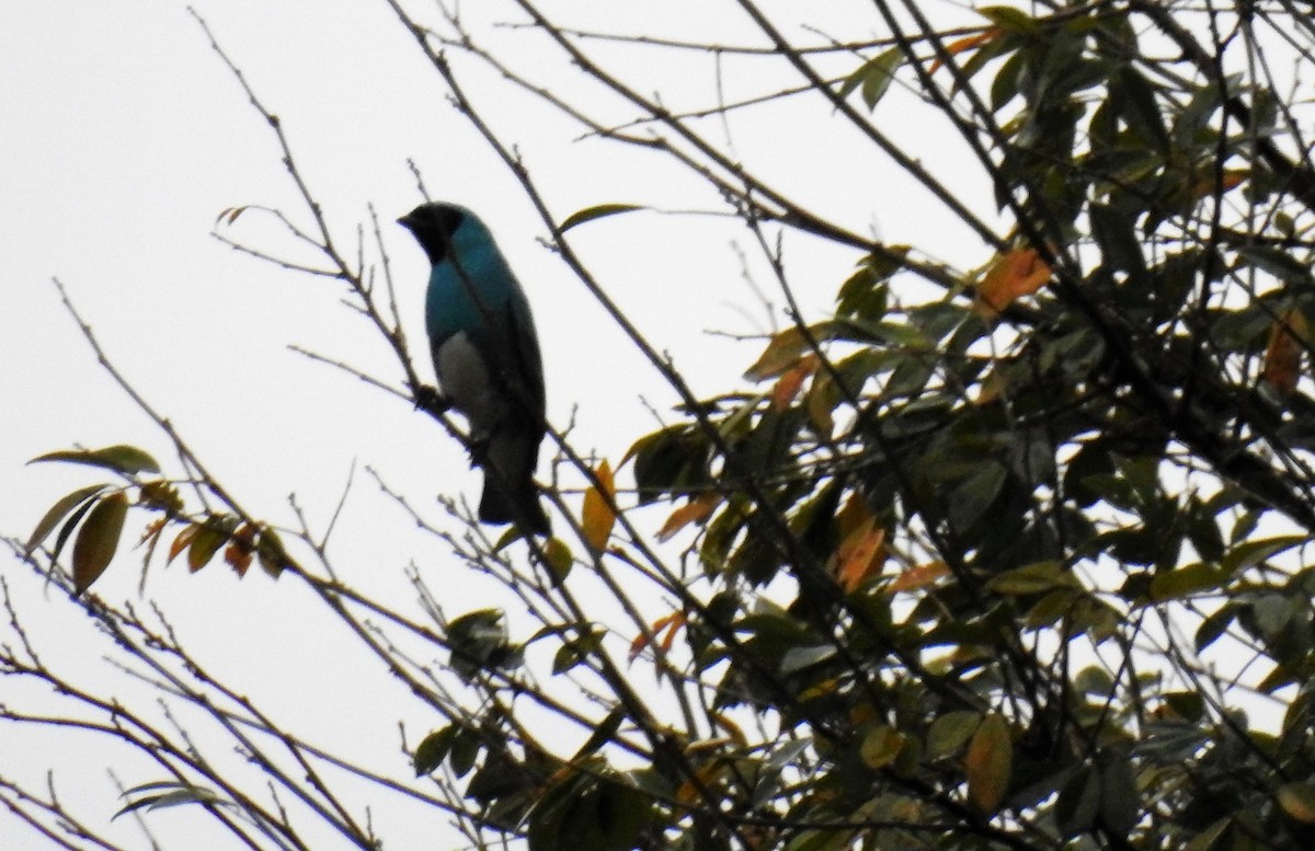 Swallow Tanager - ML71720471