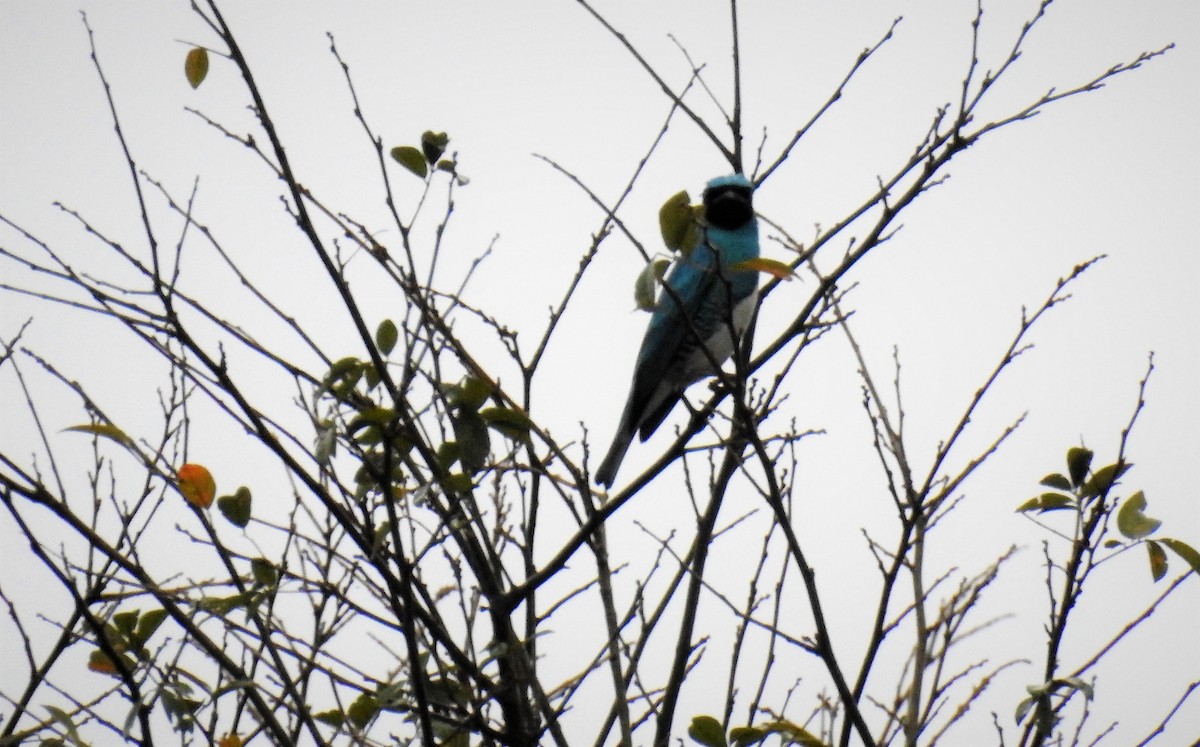 Swallow Tanager - ML71720481