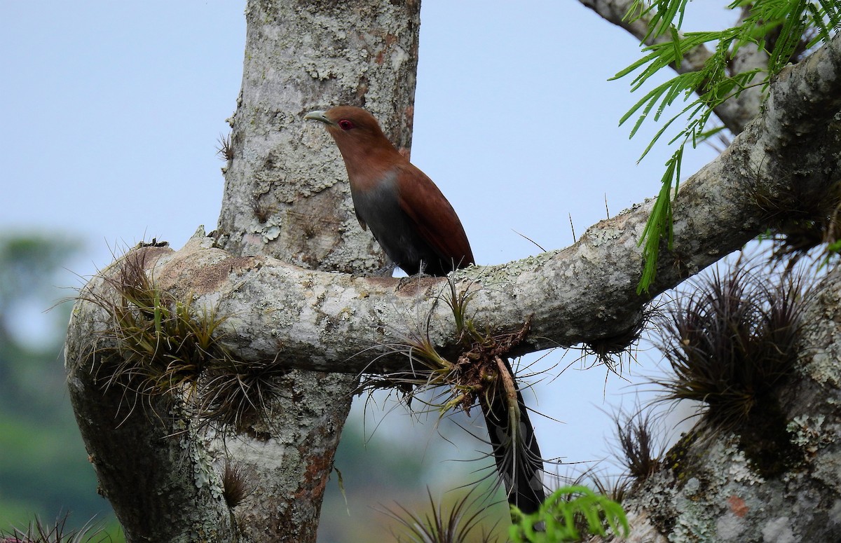 Squirrel Cuckoo - ML71720661