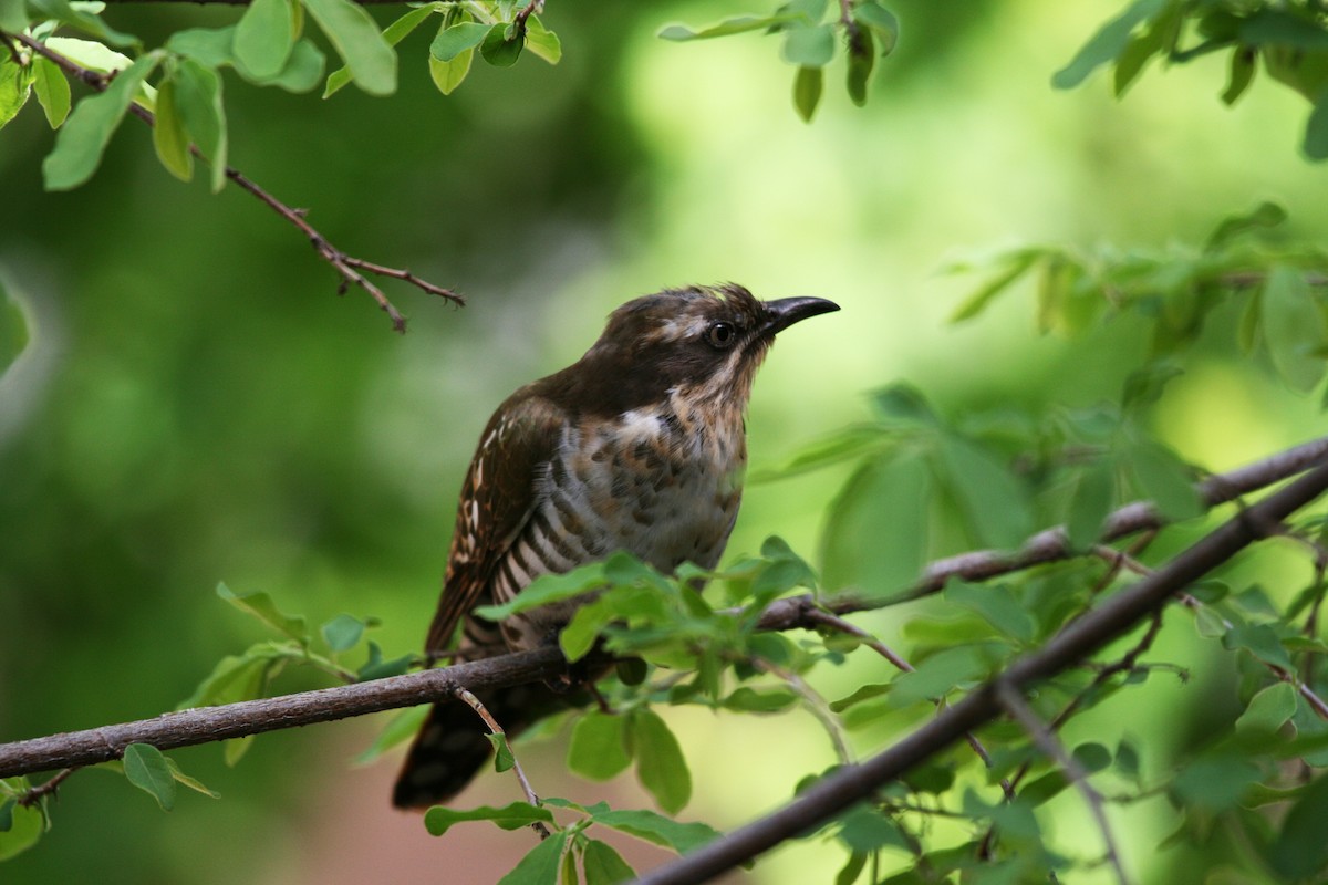 Dideric Cuckoo - Eduardo Soler