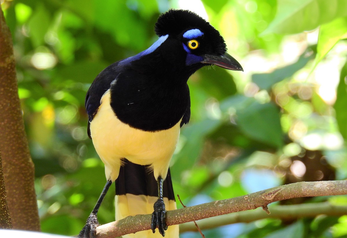 Plush-crested Jay - ML71721531