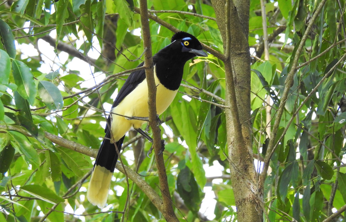 Plush-crested Jay - ML71721541