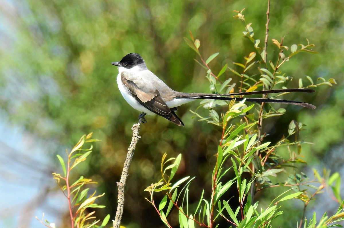 Fork-tailed Flycatcher - ML71722361