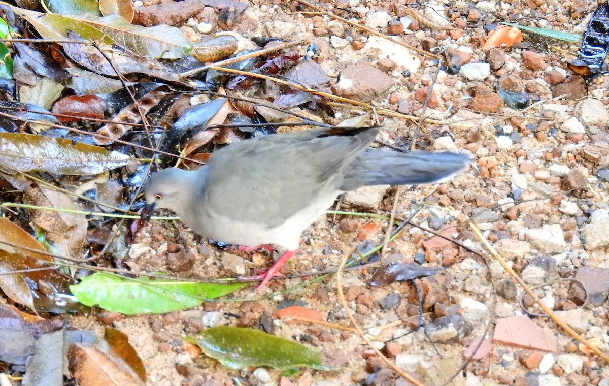 White-tipped Dove - ML71723531