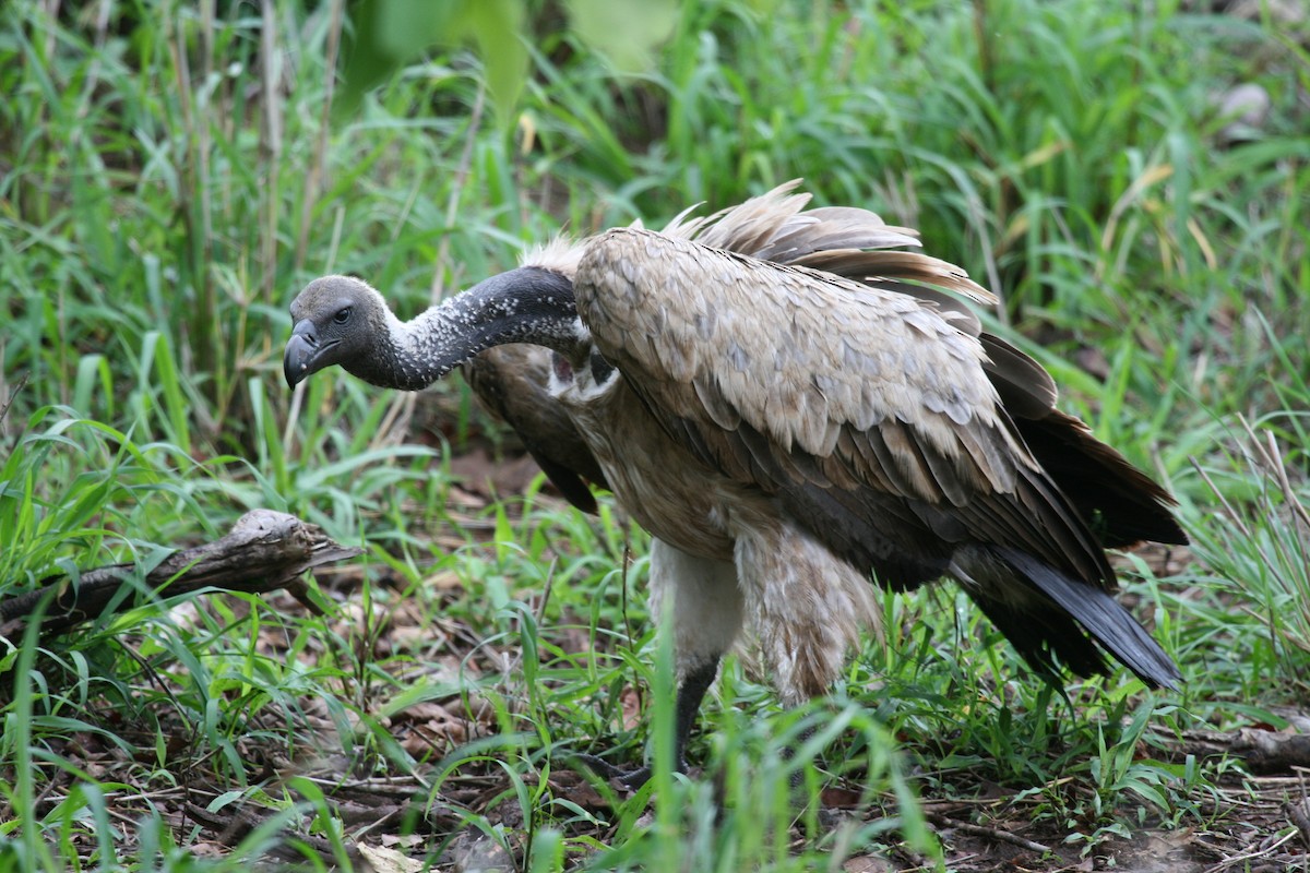 Buitre Dorsiblanco Africano - ML717236