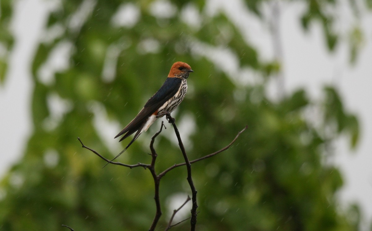 Lesser Striped Swallow - ML717239