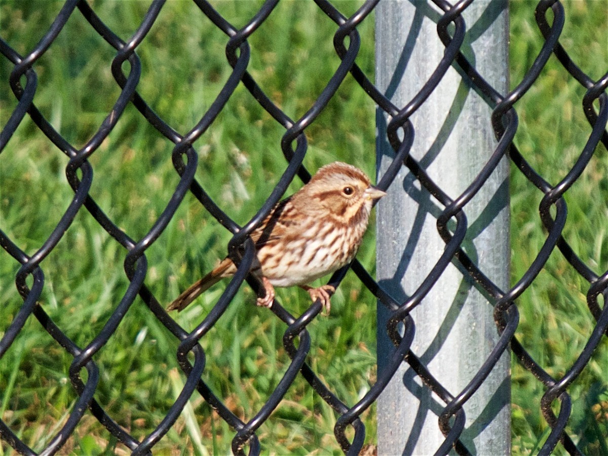 Song Sparrow - ML71724241