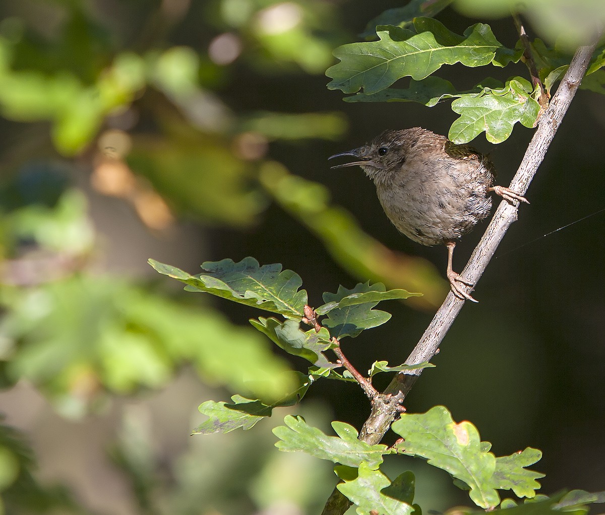 Eurasian Wren - ML71724381