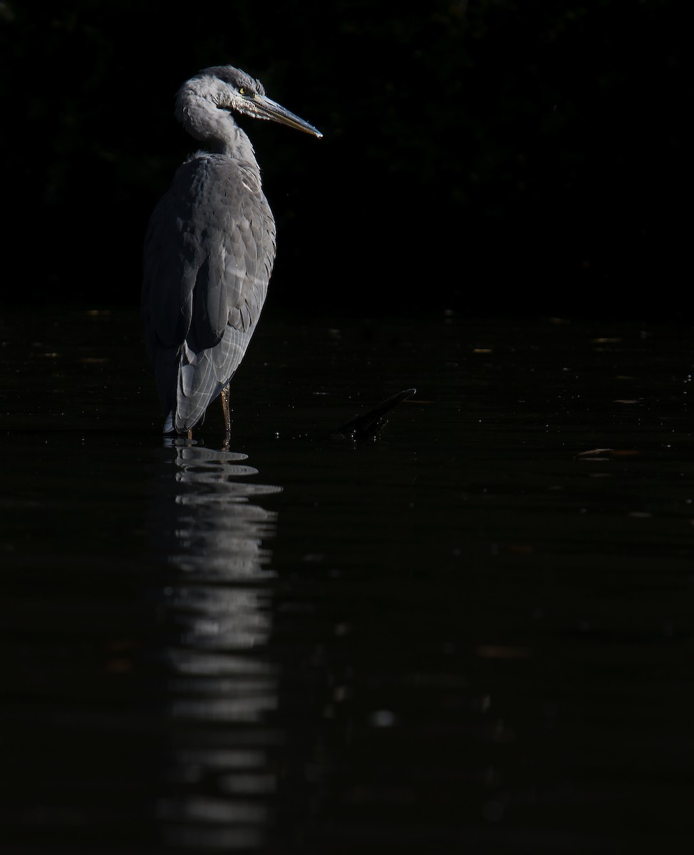 Gray Heron - ML71724411