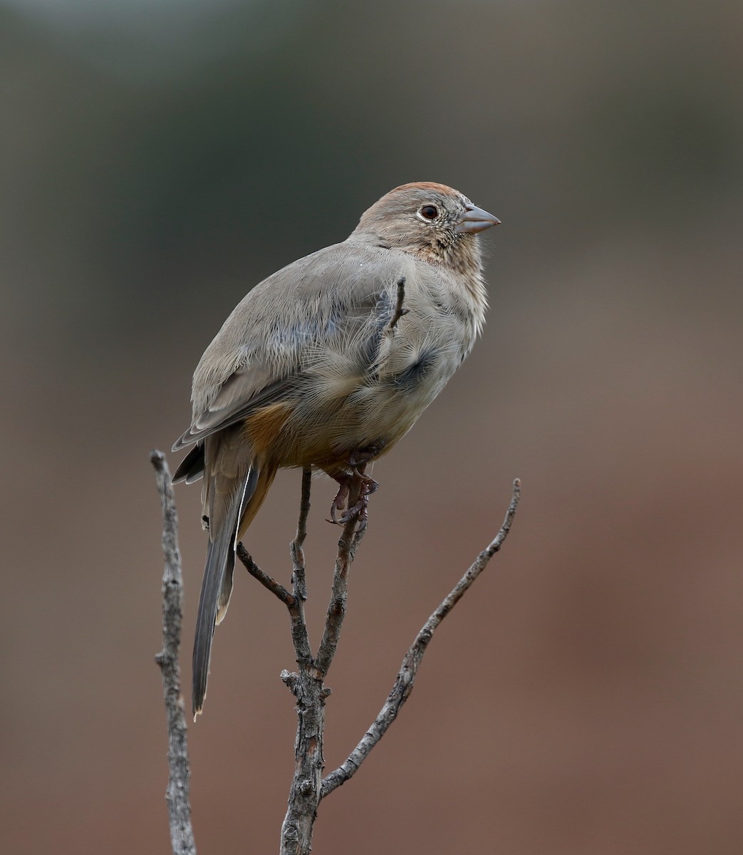 Canyon Towhee - ML71725141