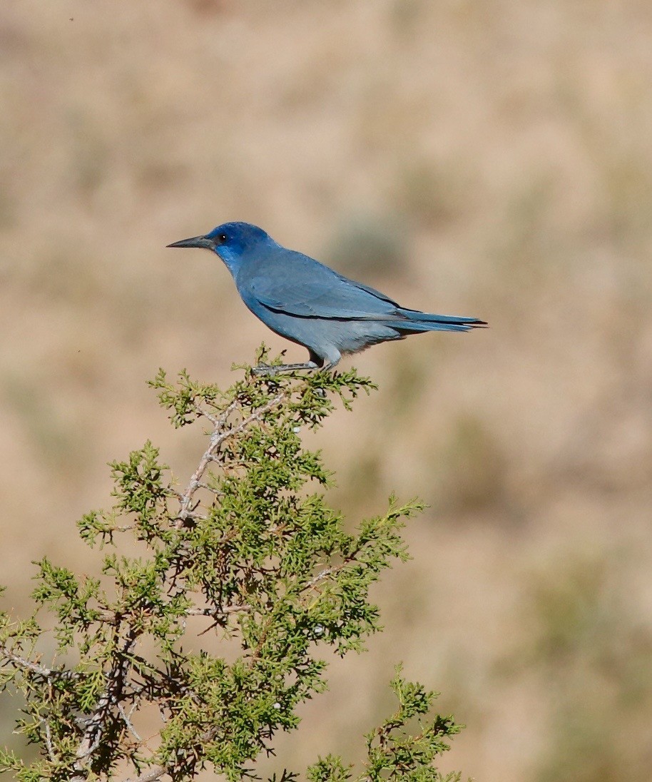 Pinyon Jay - ML71725381