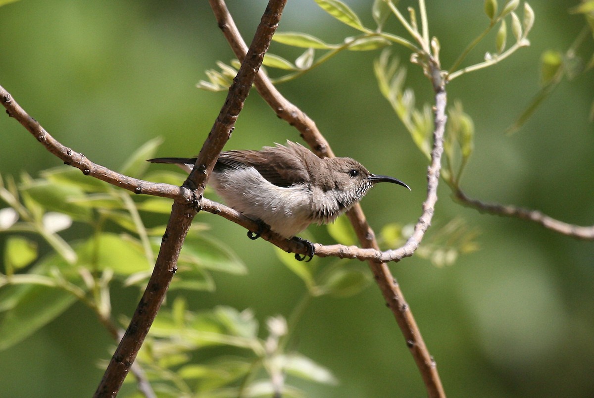 White-breasted Sunbird - Eduardo Soler