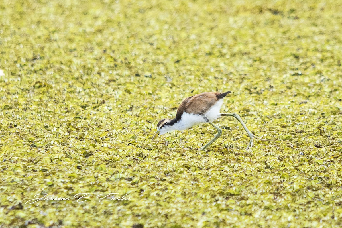 Wattled Jacana - ML71725961