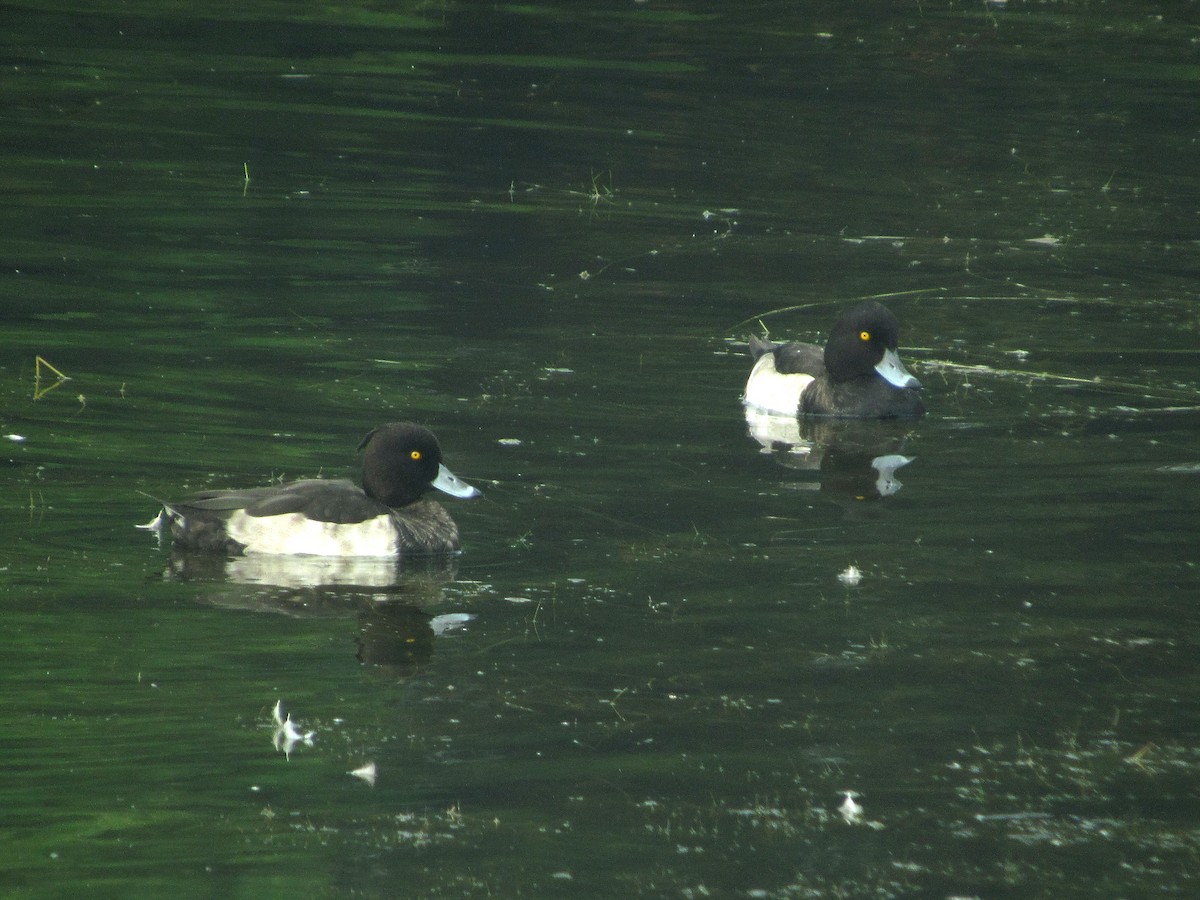 Tufted Duck - Pietro Melandri