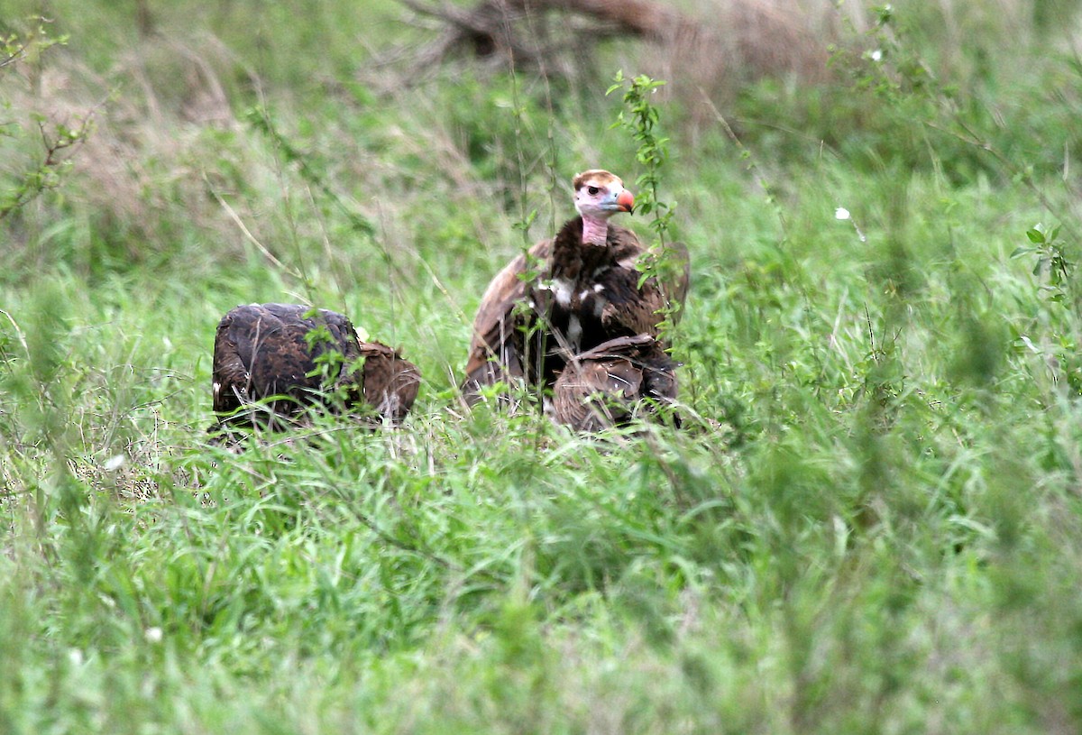 White-headed Vulture - ML717284