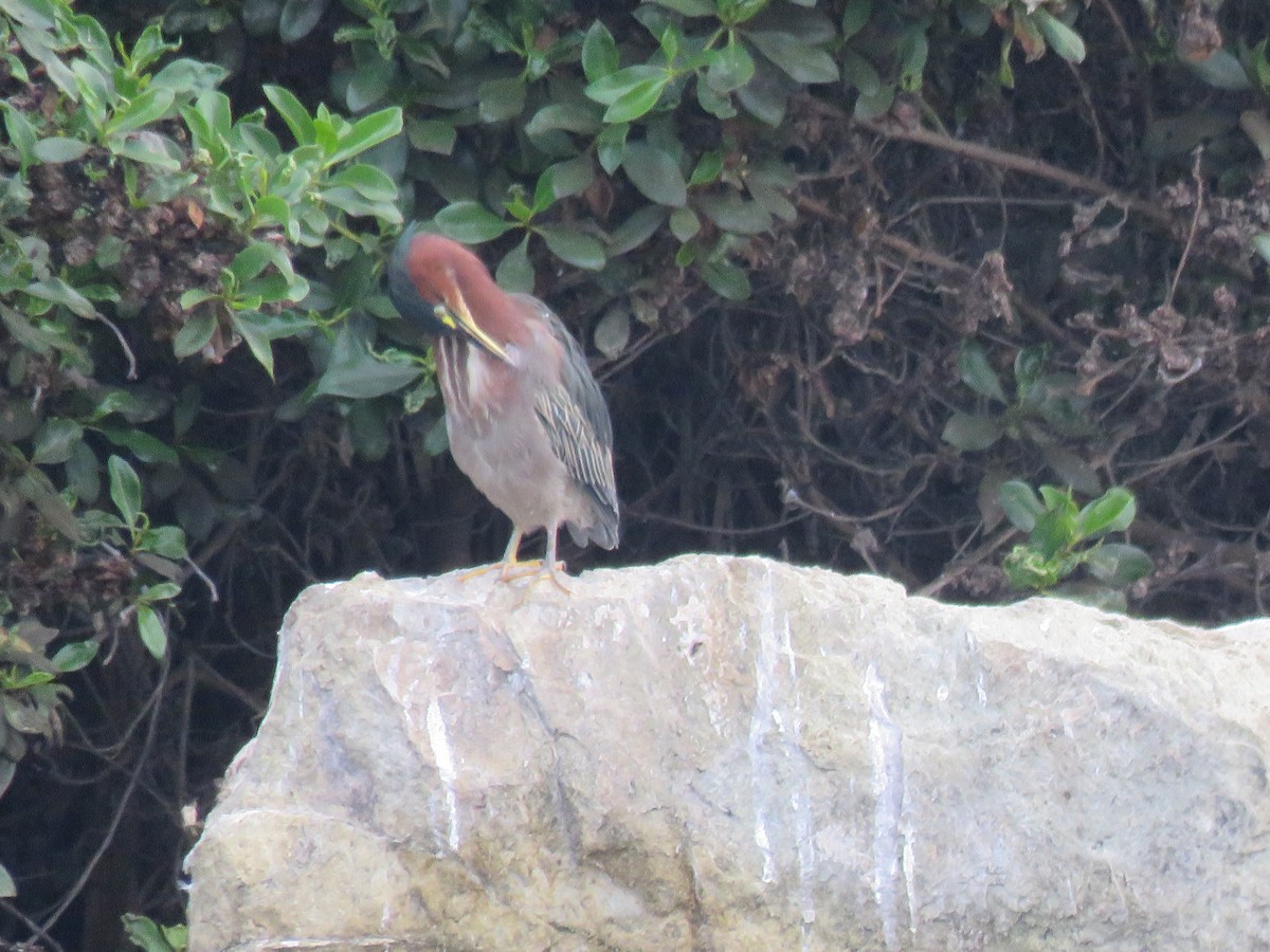 Green Heron - Denise Riddle