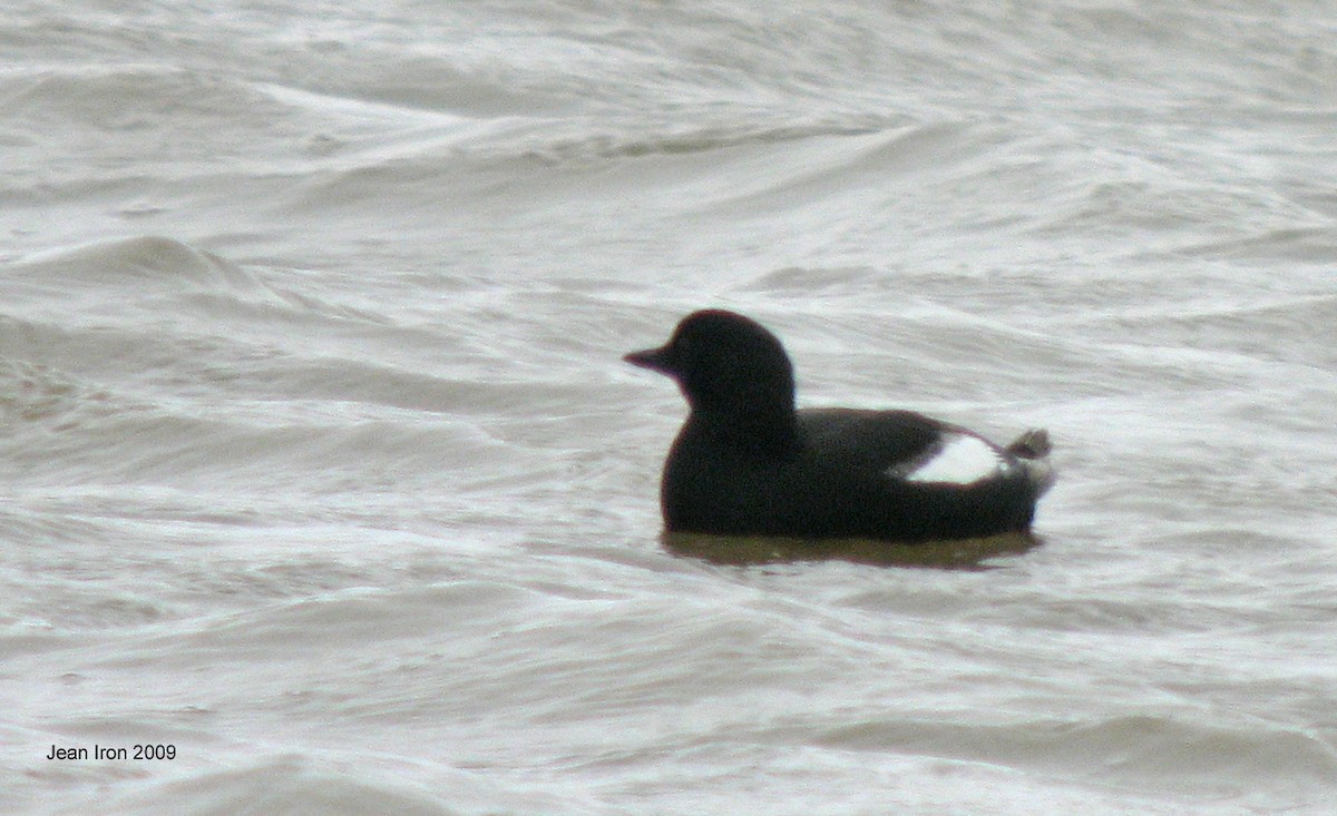 Black Guillemot - ML71728861