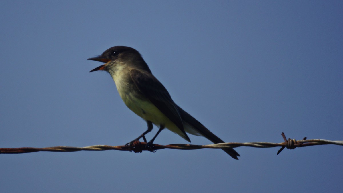 Eastern Phoebe - ML71729601