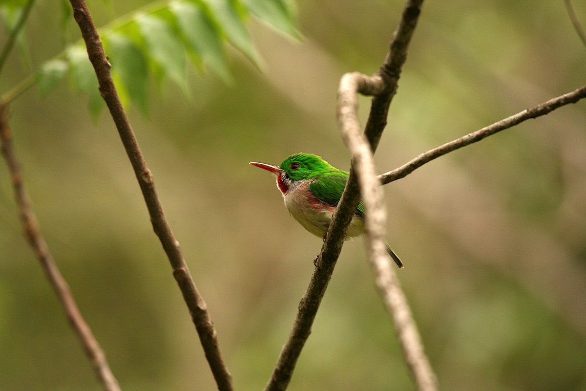 Narrow-billed Tody - ML717300