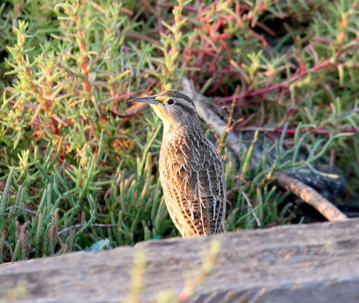 Western Meadowlark - ML71730001