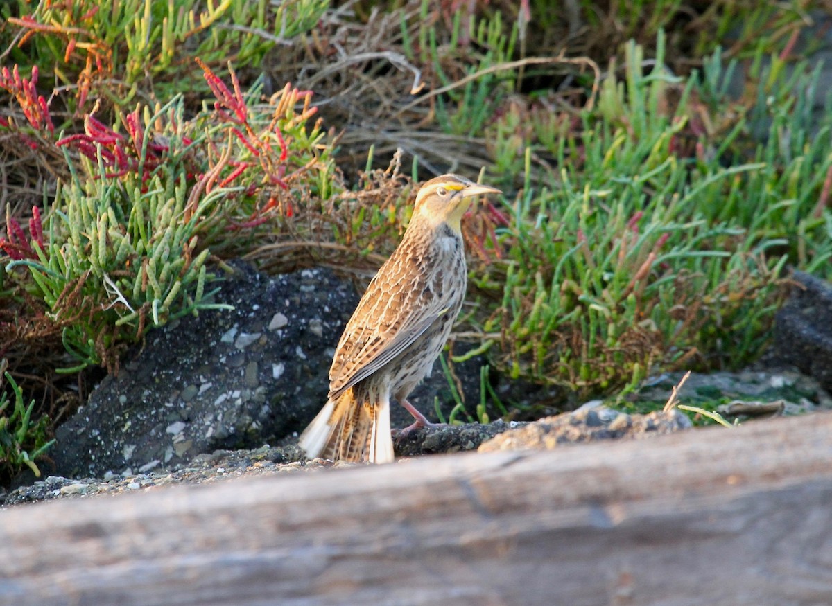 Western Meadowlark - ML71730021