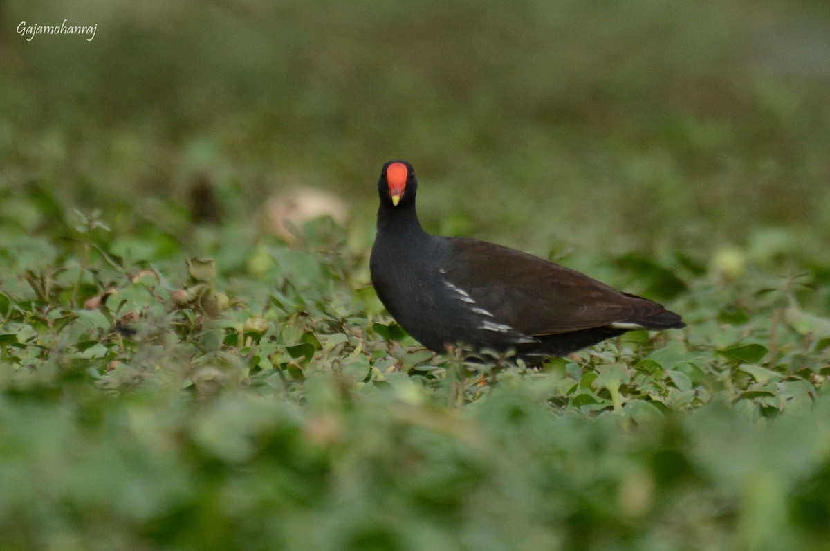 Eurasian Moorhen - Gaja mohanraj