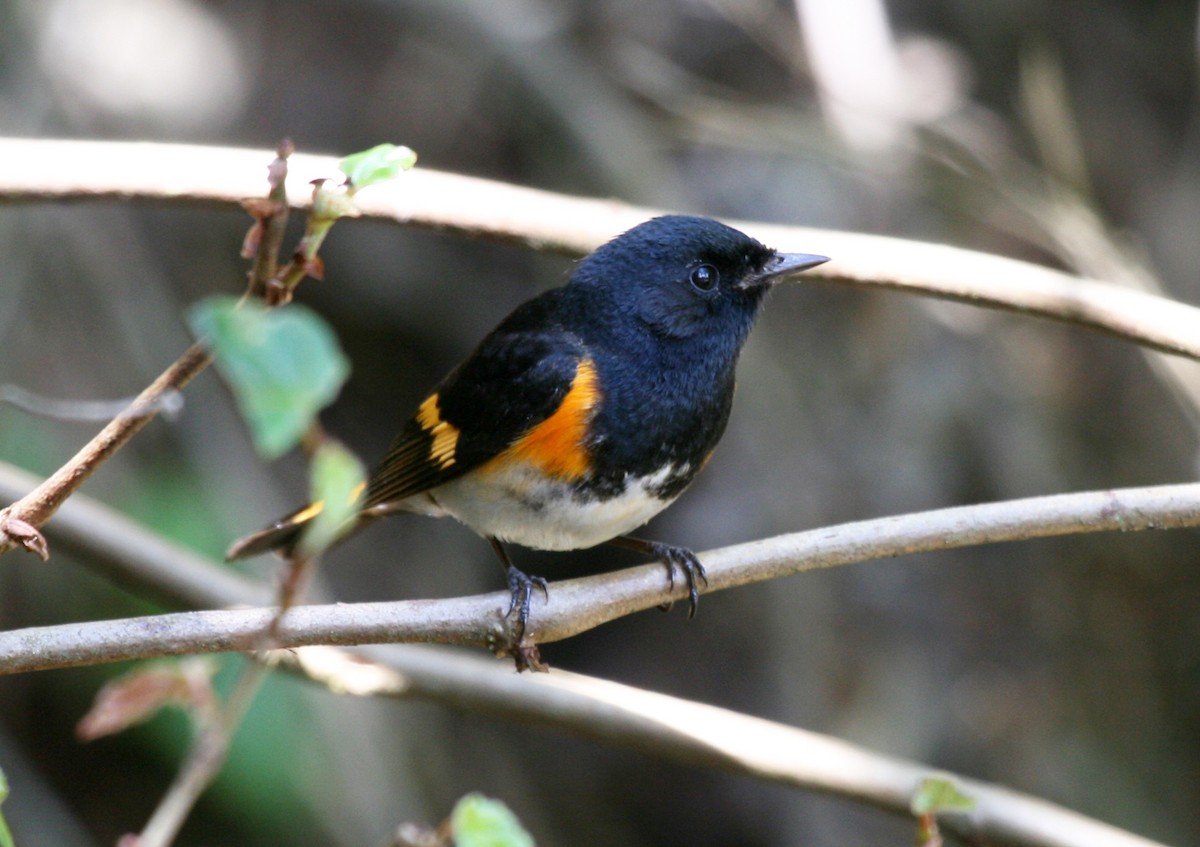 American Redstart - ML717308