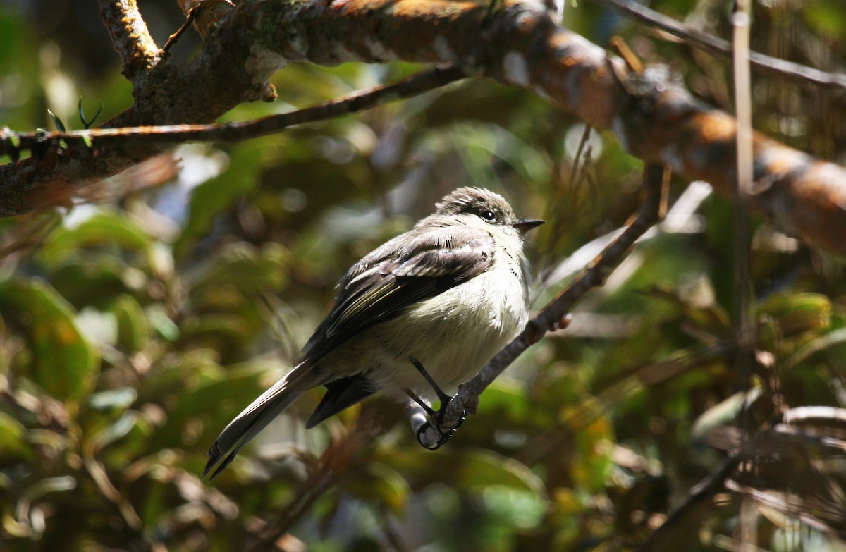 Greater Antillean Elaenia (Jamaican) - ML717321